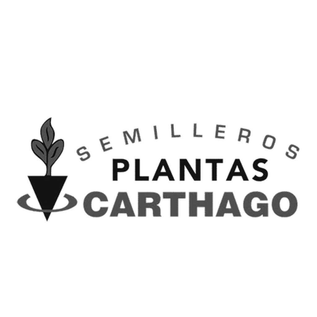 cliente-6